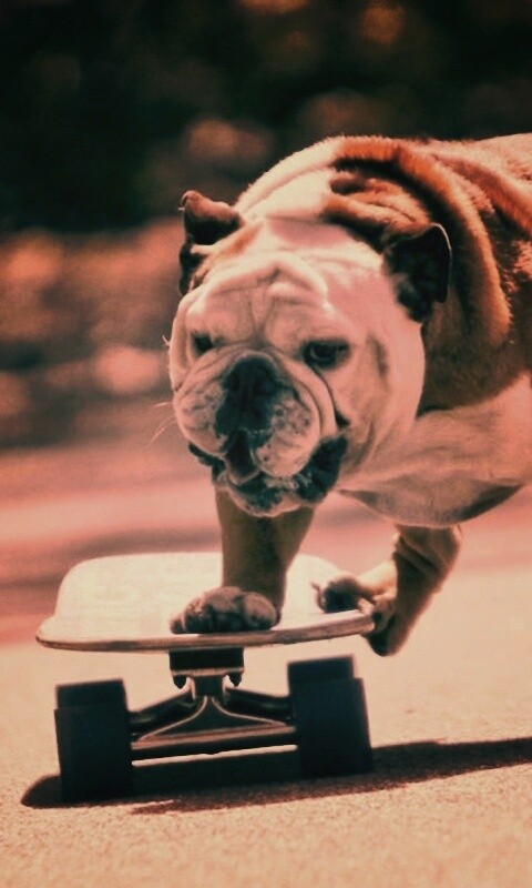 Собака на скейтборде обои