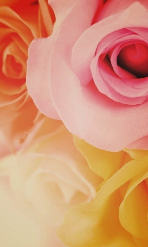 Букет разноцветных роз обои