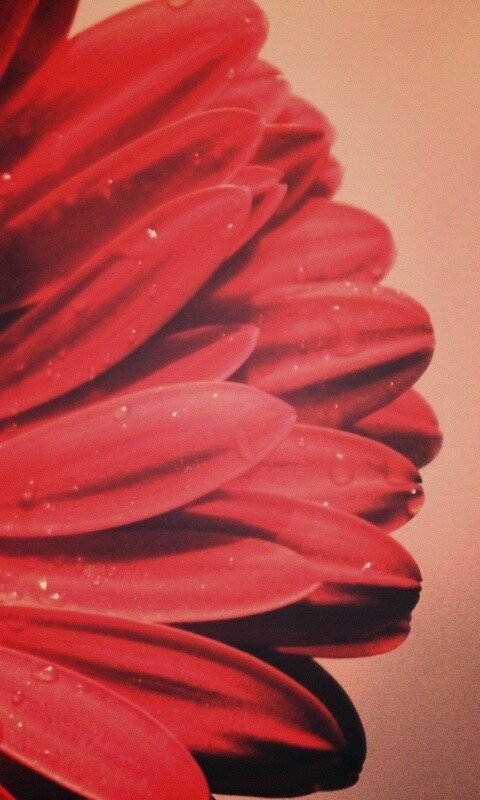 Красная гербера обои