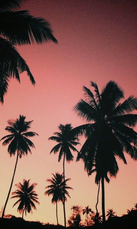 Пальмы на фоне фиолетового неба обои