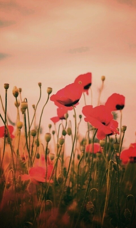 Цветущие маки обои