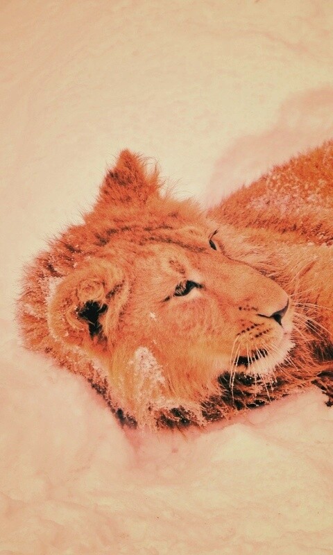 Львёнок в снегу обои