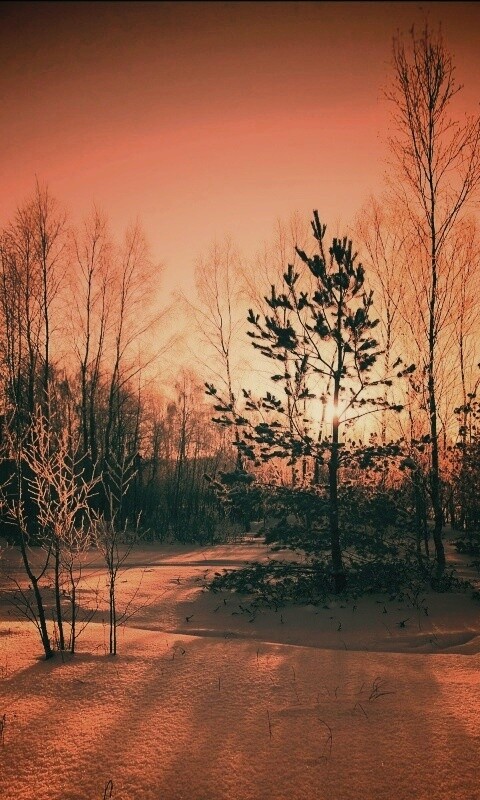 Зимний лес обои