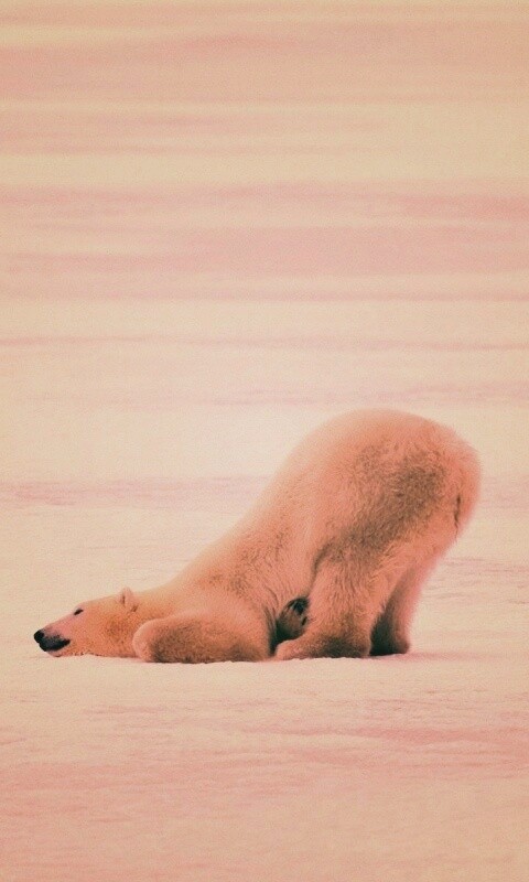 Полярный мишка в смешной позе обои