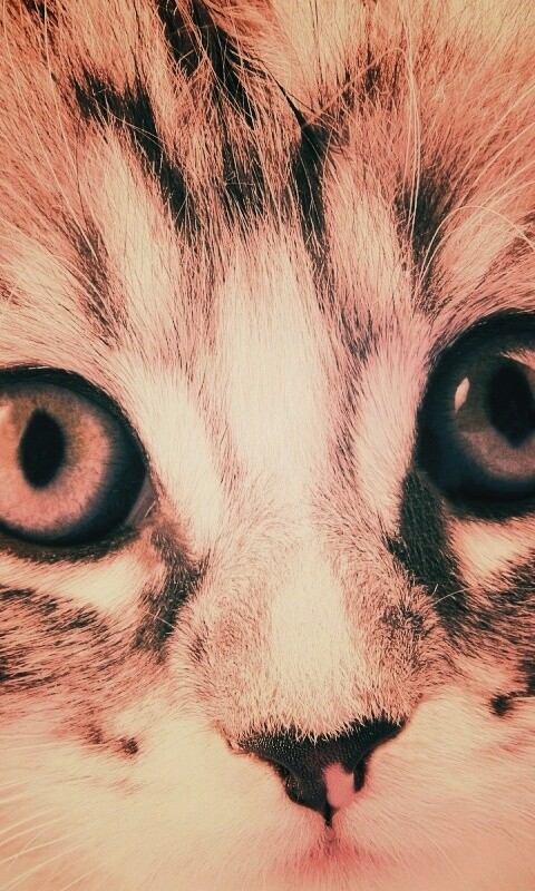 Пушистый котенок обои