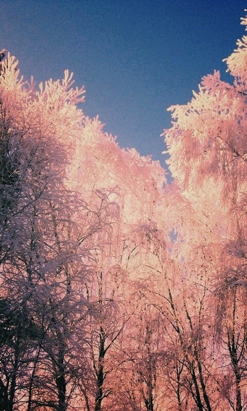 Замерзший лес обои