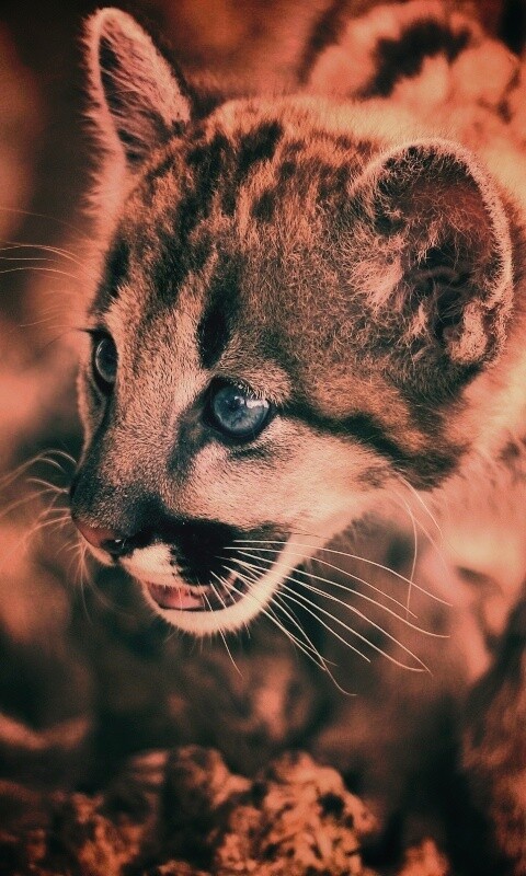 Котенок барса обои