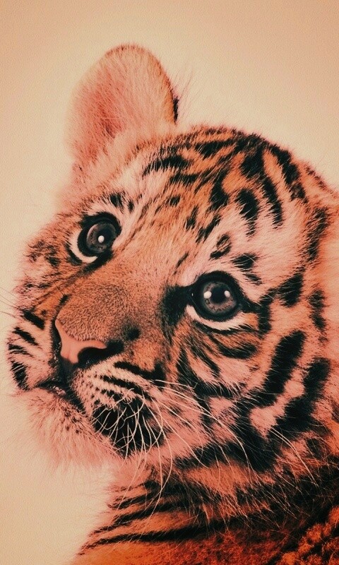 Тигрёнок с грустным взглядом обои