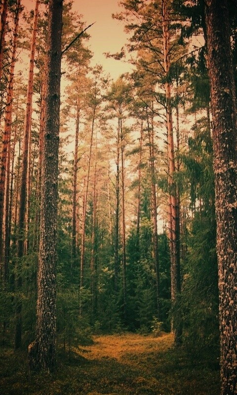 Лесная чаща обои