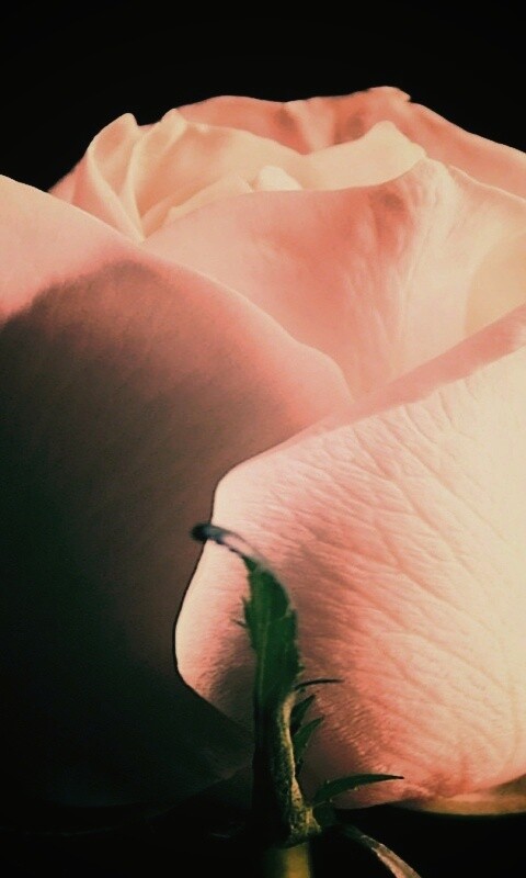 Бутон белой розы обои