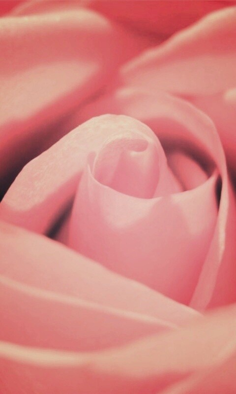 Фиолетовая роза макро обои