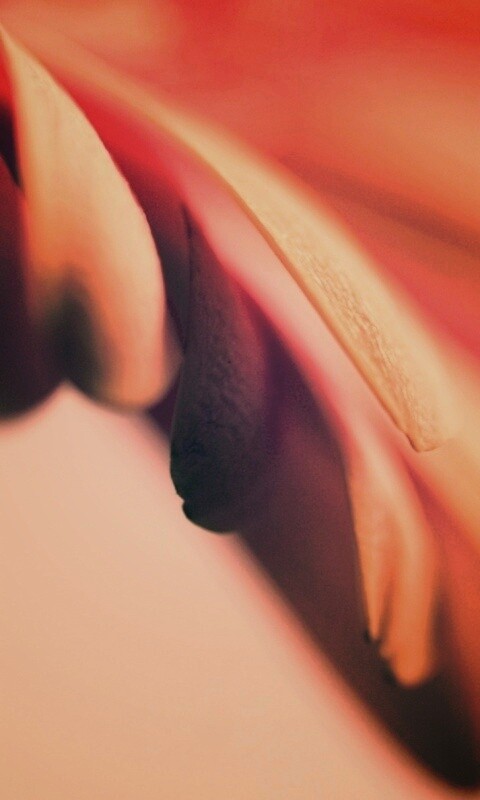 Лепестки цветка в макро обои