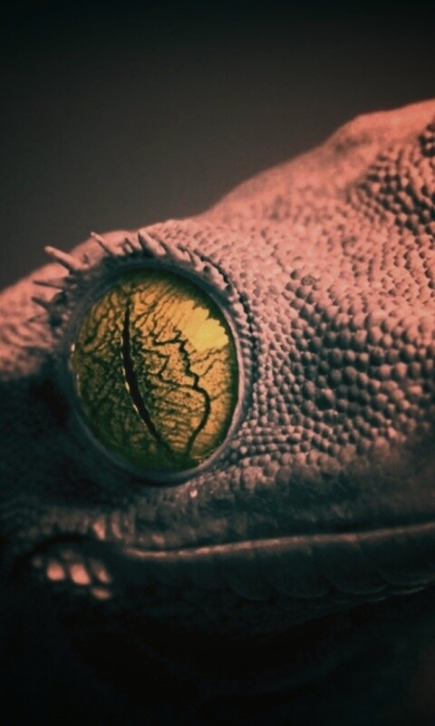 Ящерка обои