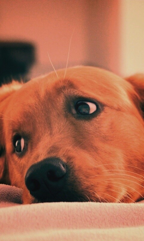 Лабрадор-ретривер обои