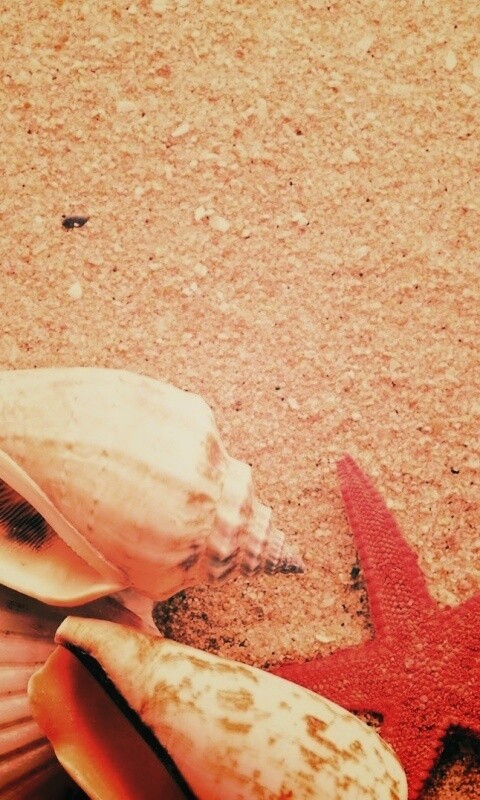 Морские раковины и звезды обои