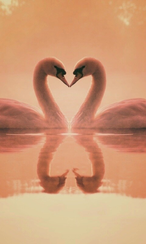 Влюблённые лебеди обои