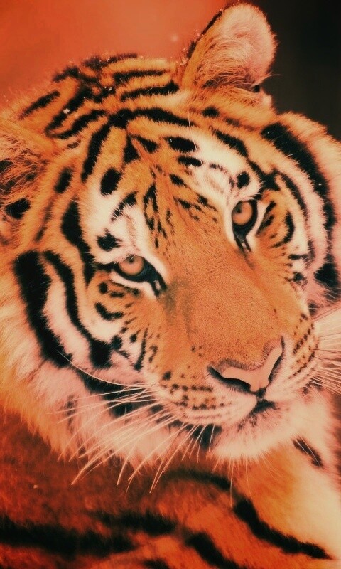 Тигр оборачивается обои