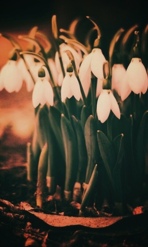 Подснежники - весенние цветы обои