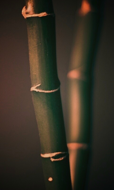 Макро фото стебля бамбука обои