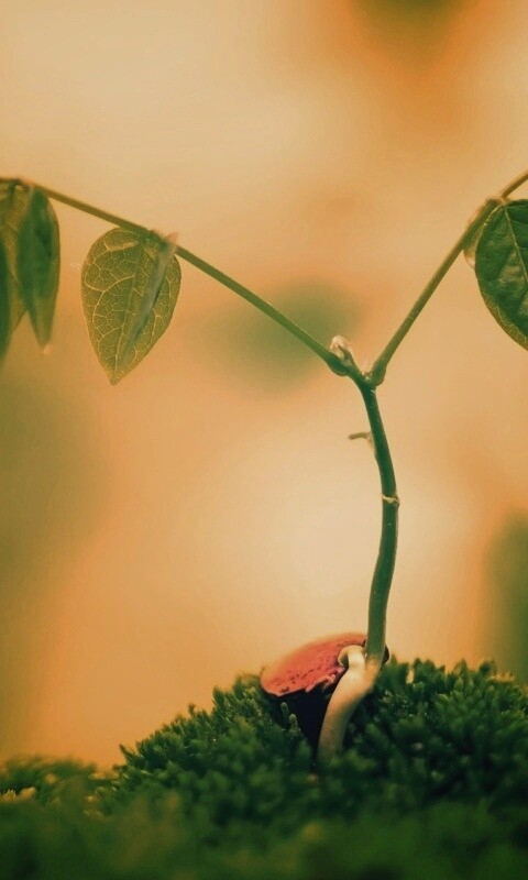 Молодой росток обои