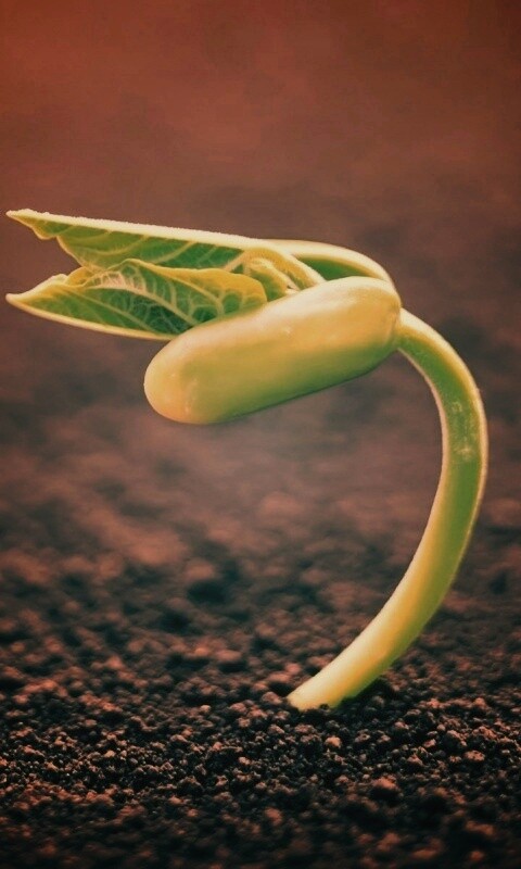 Макро фото зелёного росточка обои