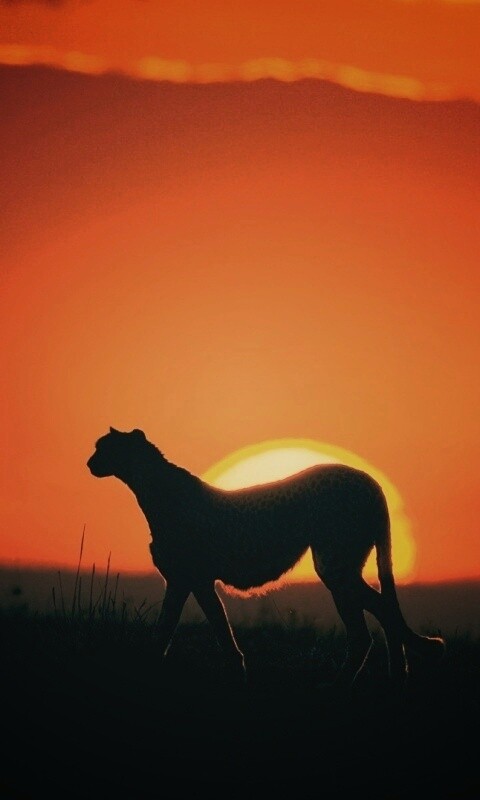 Гепард на закате обои