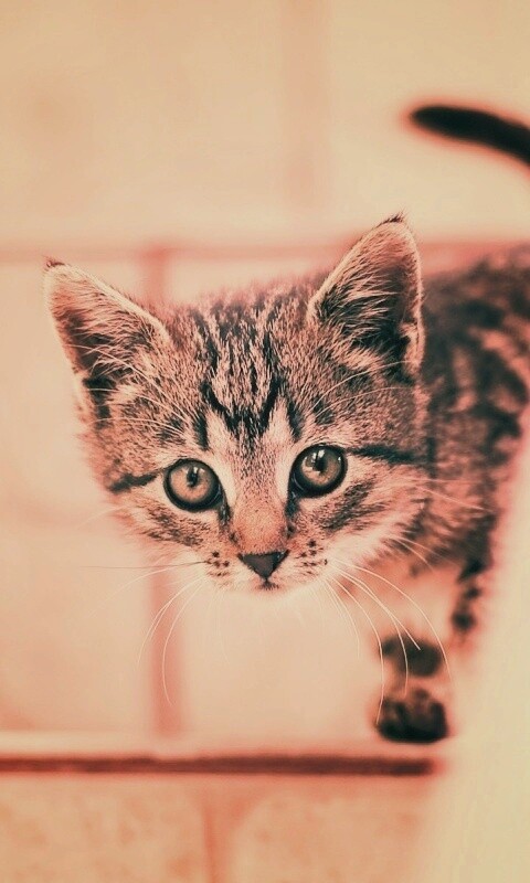 Коётнок выглядвает обои