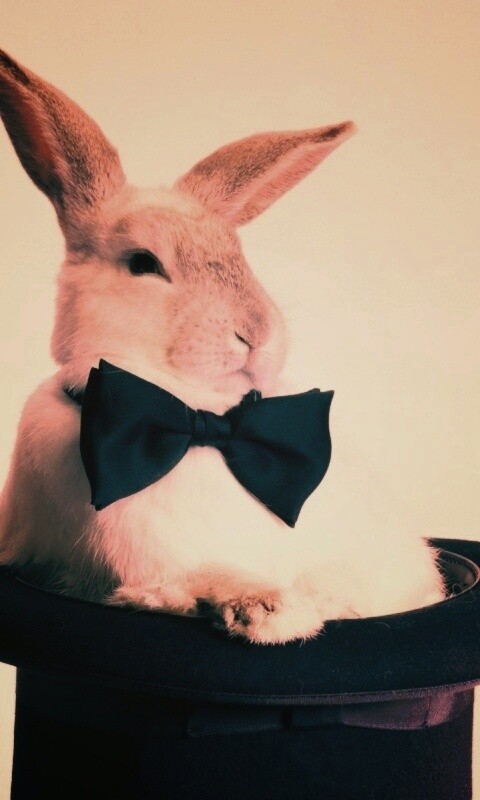 Кролик в цилиндре фокусника обои