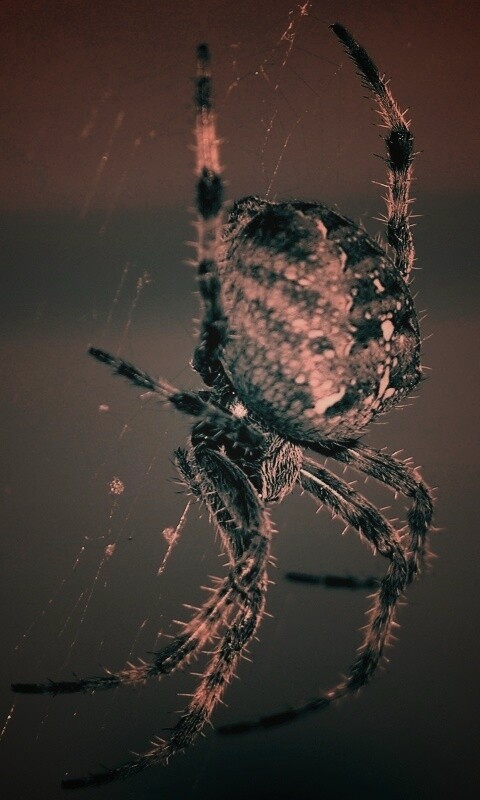 Паук обои