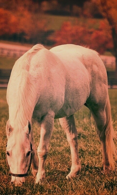 Красивая белая лошадь обои