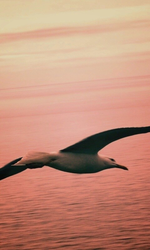 Чайка в полете обои