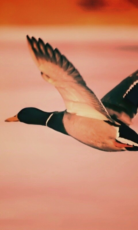 Полёт утки обои