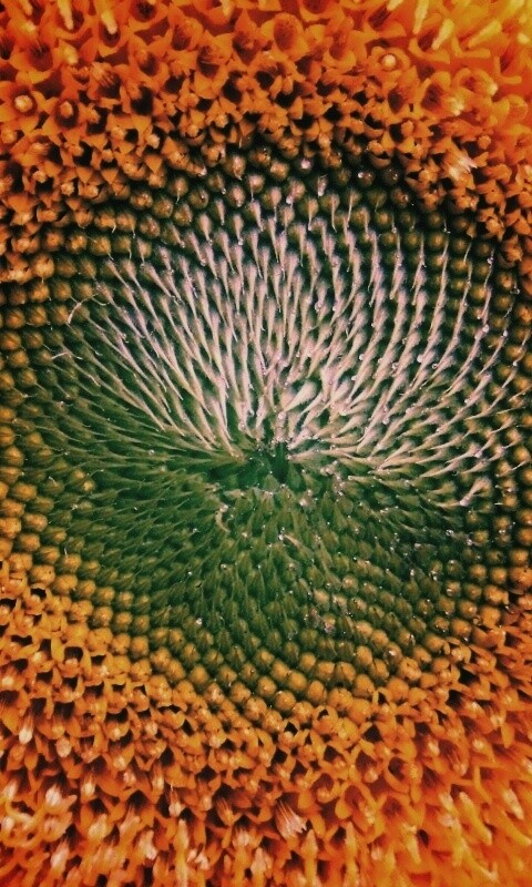 Недозревший подсолнух обои