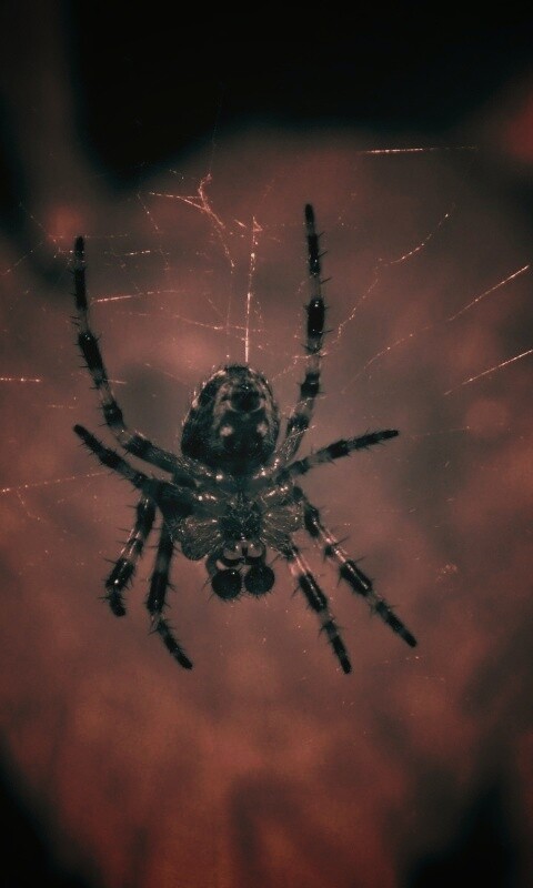 Паук на паутине обои