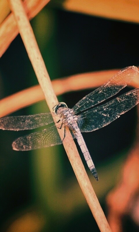 Стрекоза на тарвинке обои