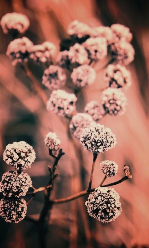 Ледяные цветы обои