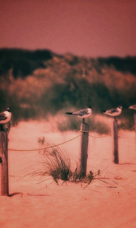 Птички на столбиках обои