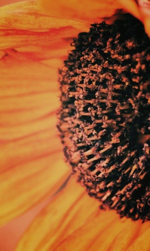 Подсолхну осенью обои