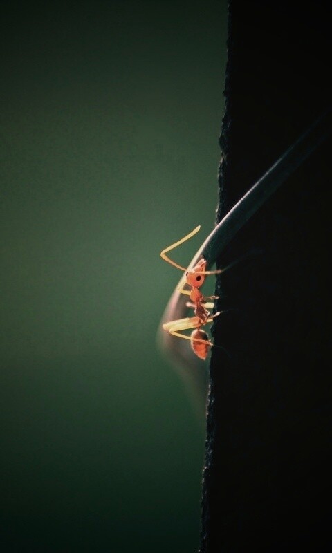 Муравей-пожарник обои