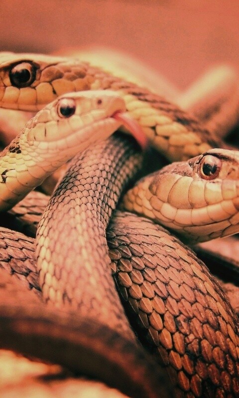 Клубок змей обои