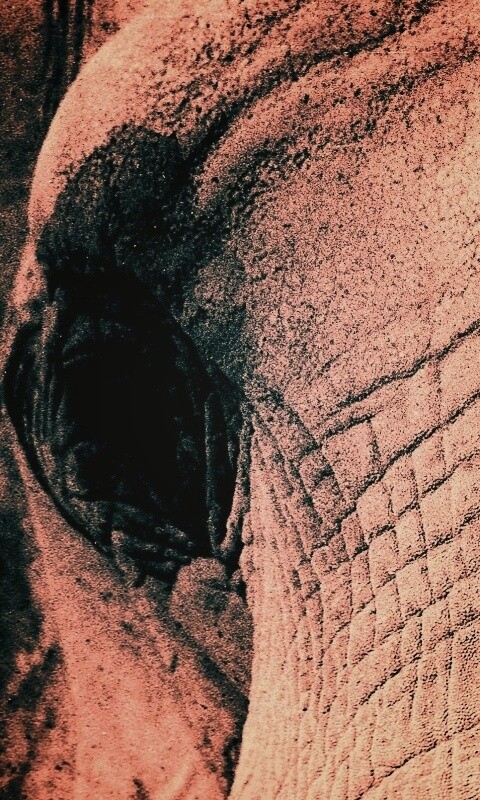 Слонячие глаза обои