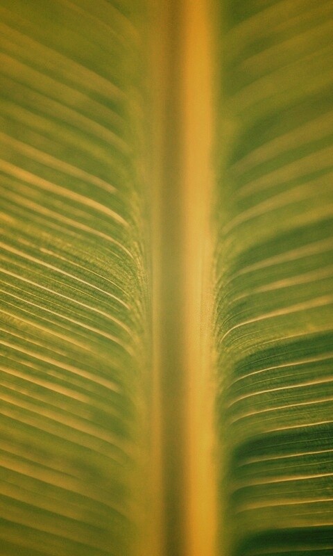 Макро фото листа обои