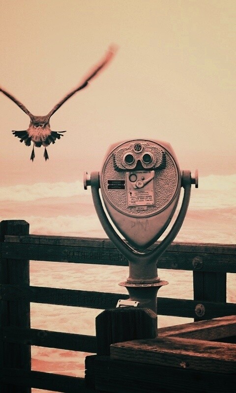 Чайки на перилах пирса обои