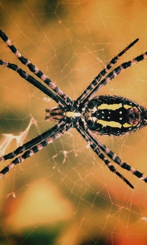 Огромный паук обои