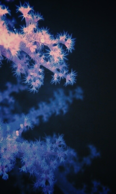 Кораллы обои