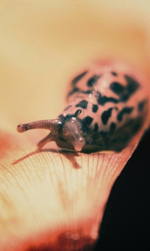 Ползущая улитка обои