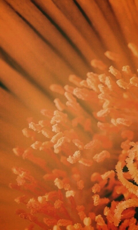 Желтый цветок обои