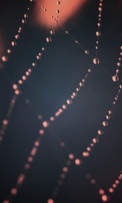 Паучья сеть обои