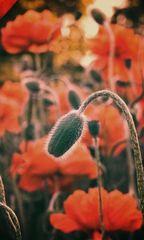 Бутон среди цветов обои