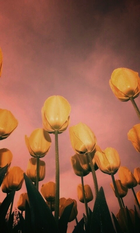 Жёлтые тюльпаны обои